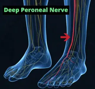 Illustration highlighting the deep peroneal nerve in the foot related to balance and stability support